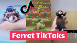 ULTIMATE Ferret TikTok Compilation 2020 | FUNNIEST Trending