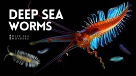 The Wonderful World of Deep Sea Worms