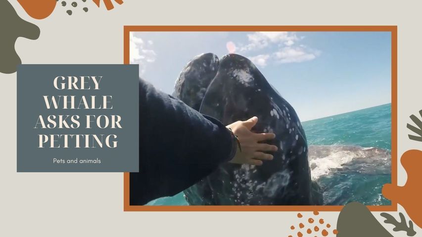 GREY WHALE ASKS FOR PETTING