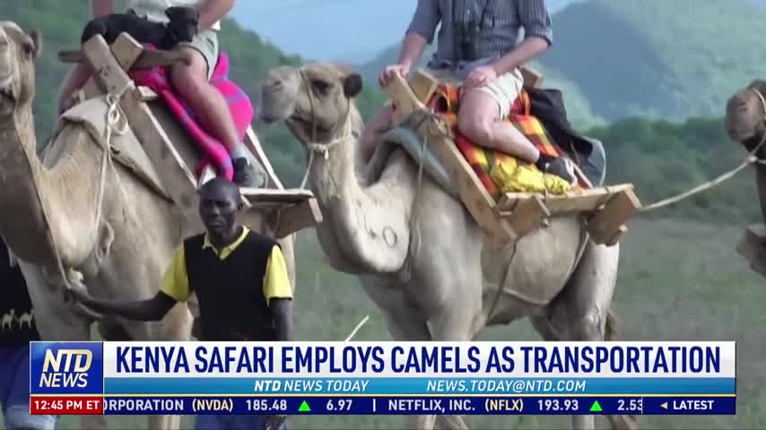 Kenya Safari Employs Camels as Transportation