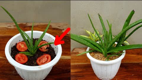 How to grow and care Aloe Vera plant for Fast growth Simple and Effective