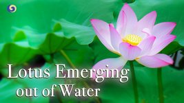 Ancient Traditional Pipa Music 'Lotus Emerging out of Water' | Chinese Music | Musical Moments