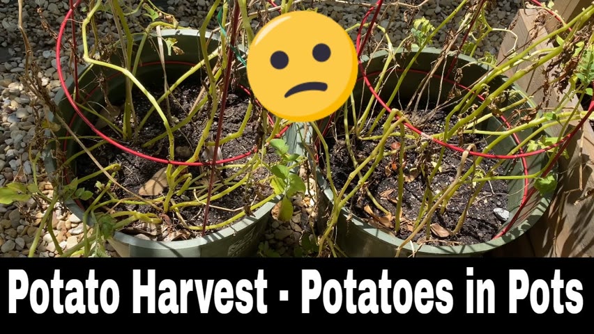 Harvesting Potatoes - Growing Potatoes in Pots (Kind of)