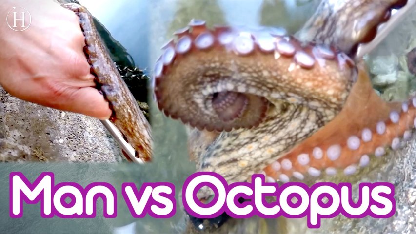 Octopus Steals Man's GoPro | Humanity Life