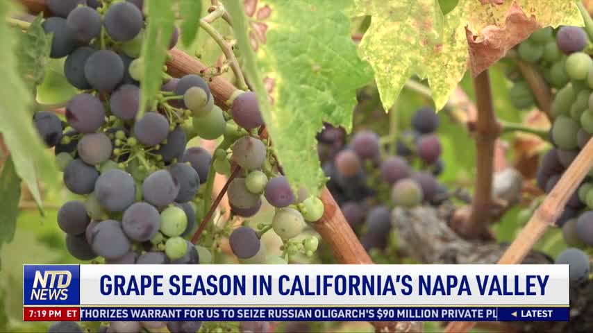 Grape Season in California’s Napa Valley