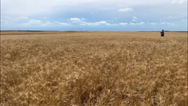 DAYS 21 & 22 / 2022 Wheat Harvest / July 6 & 7