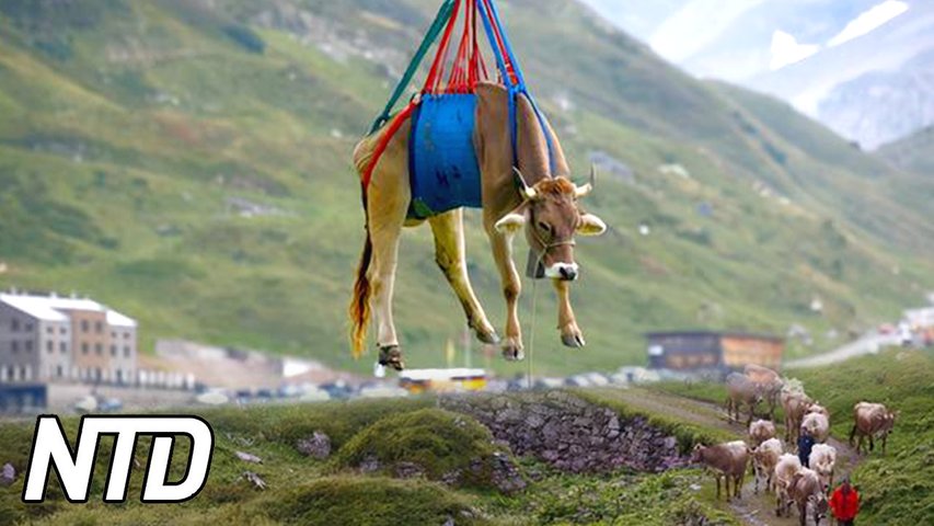 Kors årliga vandring i de schweiziska alperna | NTD NYHETER