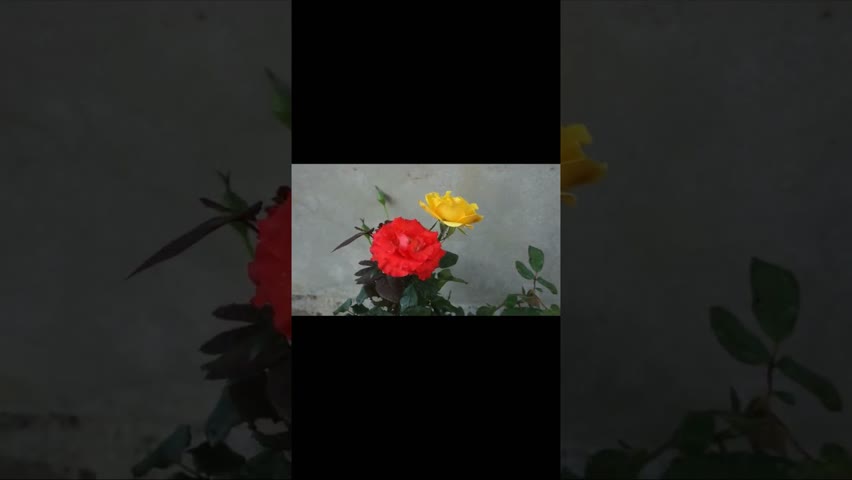 Rose flower #rose #easygardening #shorts #shortsfeed #shortvideo