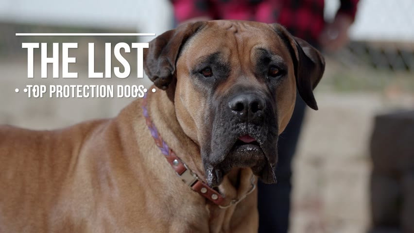 THE LIST: TOP 10 PROTECTION DOGS