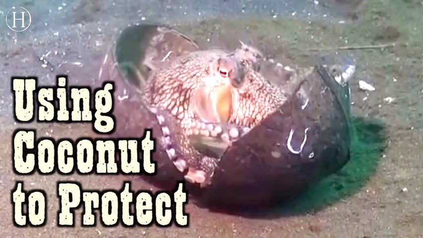 Octopus Uses Coconut To Protect Itself | Humanity Life