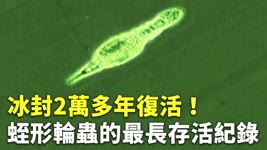 冰封2萬多年復活！蛭形輪蟲的最長存活紀錄 - 國際新聞 - 新唐人亞太電視台