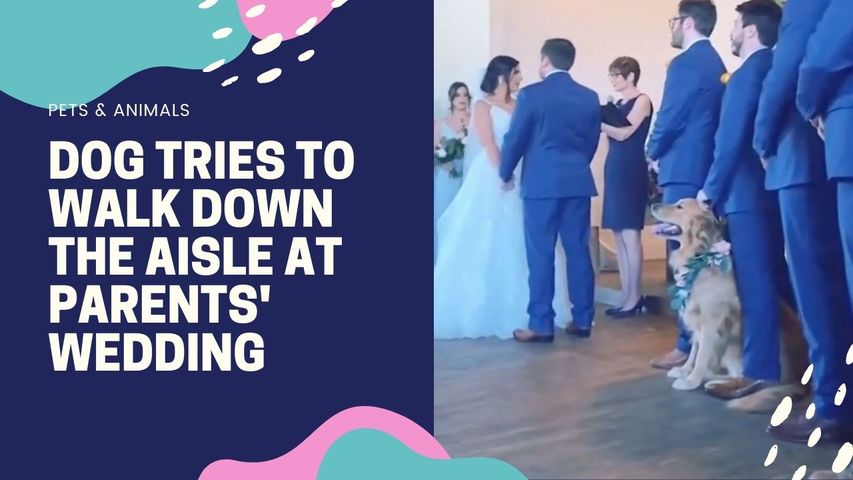 DOG TRIES TO WALK DOWN THE AISLE AT WEDDING
