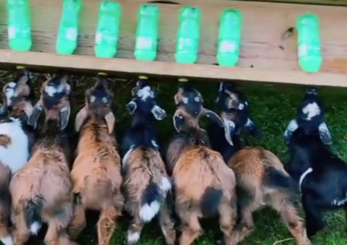 Baby Goat Feeding!