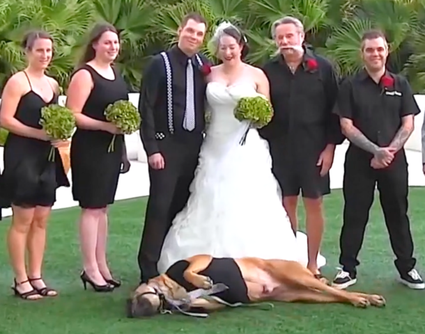 Animal Crashes Wedding
