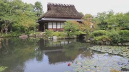 日本名勝 奈良「依水園」睡蓮盛放 - 奈良景點 - 國際新聞