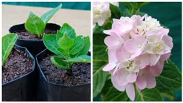 How To Grow Hydrangea From Cuttings | Hydrangea Propagation From cuttings