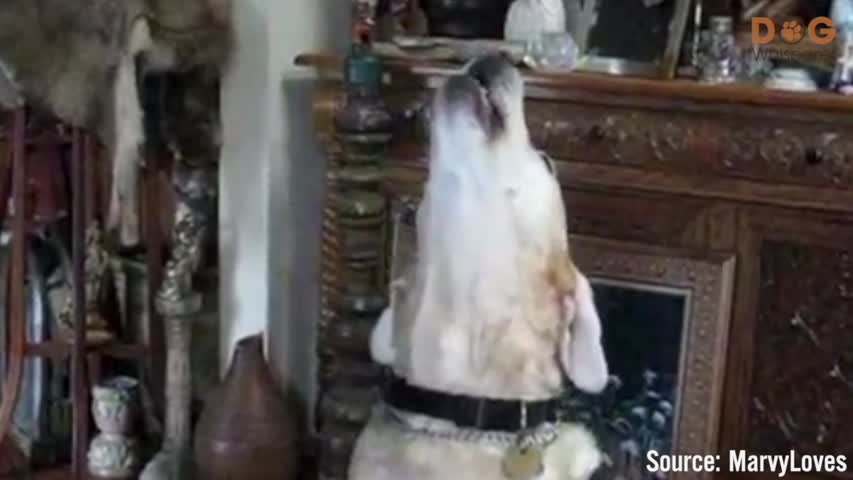 Buddy, The Singing Dog