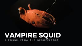 The Vampire Squid, a Living Fossil of the Abyss