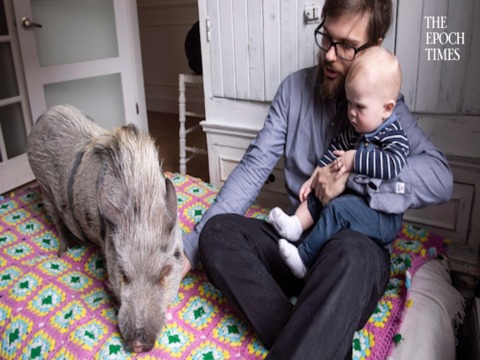 Montreal couple hoping city lets them keep beloved pet pig named Babe