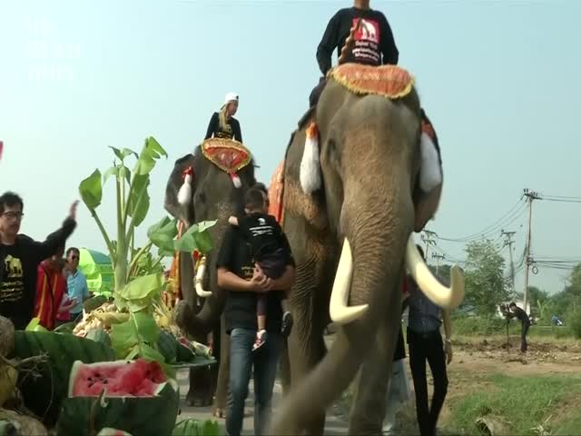 Elephants Treated to a Fruit Buffet on Thai National Elephant Day