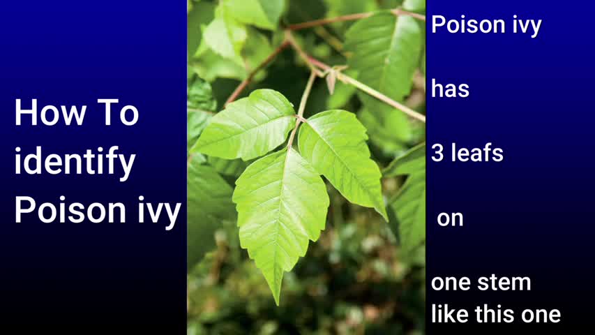 How to identify and treat poison ivy is explained in 40 seconds