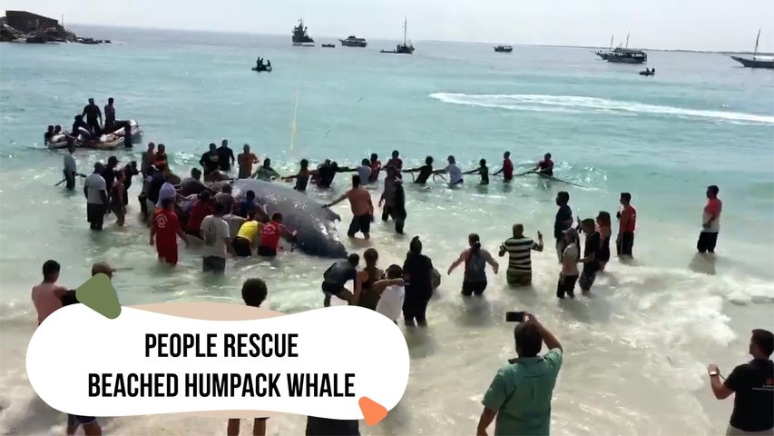 Beachgoers Rescue Beached Humpback Whale	
