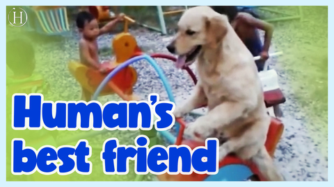 A Dog on a Carousel With His Friends | Humanity Life