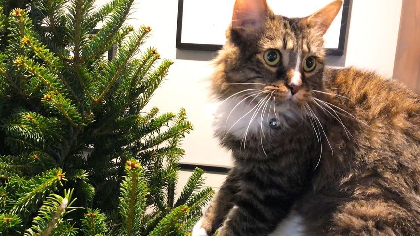 Cat VS Christmas Tree