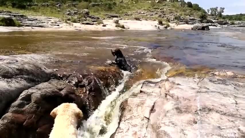 Amazing Dog Saves Another Dog