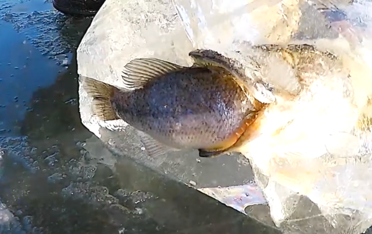 Cutting Out a Pike Eating a Bass Frozen in Ice