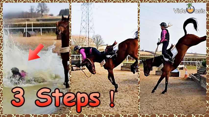 Funny Horses｜VideOasis