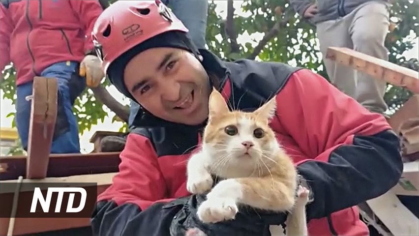 Из-под завалов в Турции благополучно вытащили кота Клубничку
