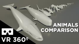 ANIMAL Sizes in VR 360