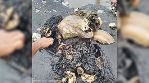 Dead whale had a bunch of plastic stuff in stomach