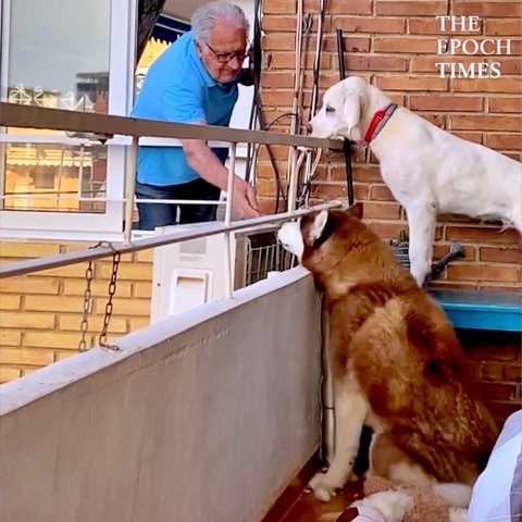 Caring 84-Year-Old Feeds  Neighbor Dogs Every Morning