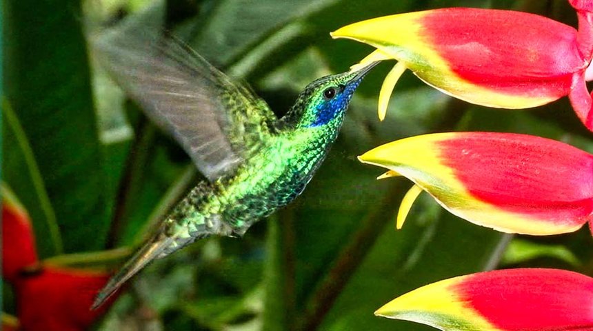 Tropical Hummingbirds, Part 1