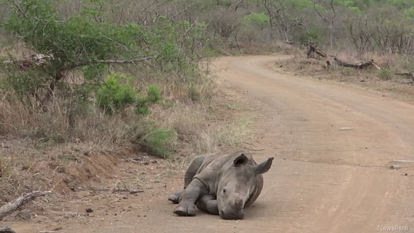 Cute Baby Rhino Takes Quick Nap in Middle of the Road