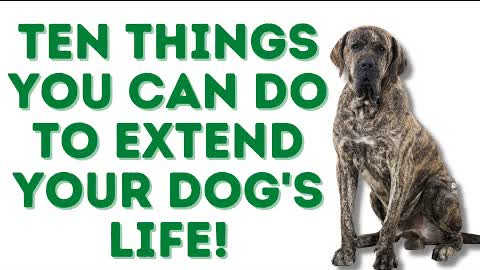 TEN THINGS TO EXTEND YOUR DOG'S LIFE