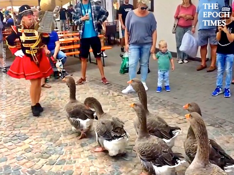 Disciplined Geese Marching in a Band