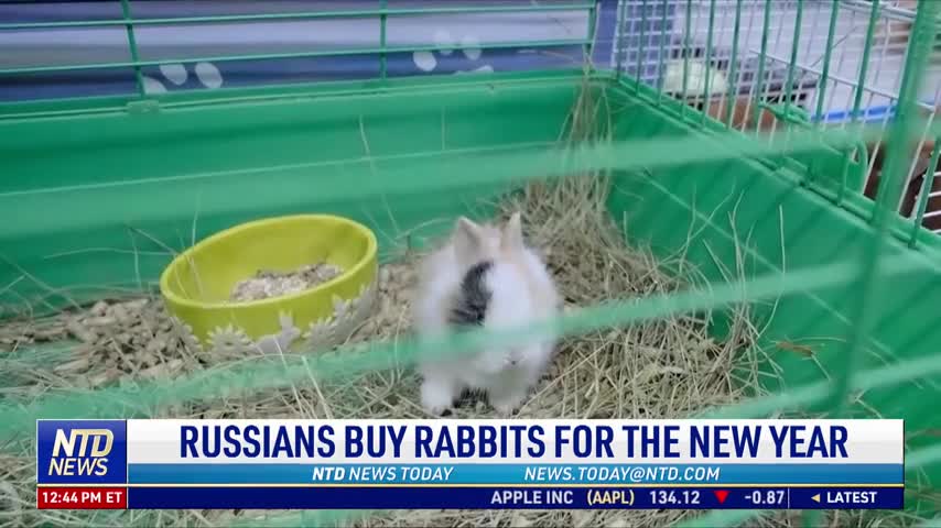 Russians Buy Rabbits For the New Year