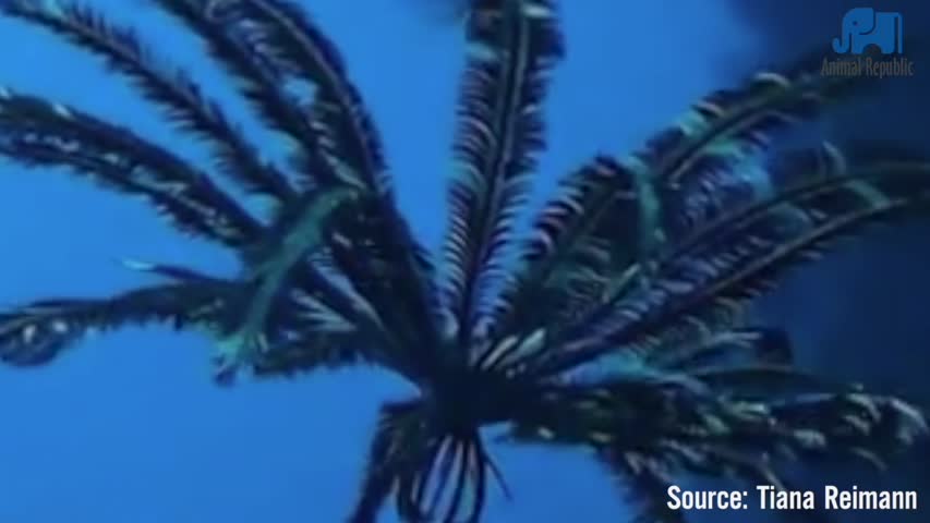 Amazing Feather Star