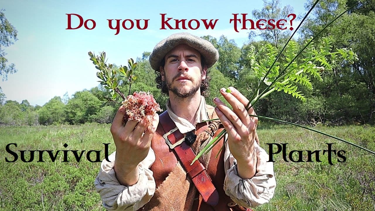 5 SURVIVAL PLANTS Every Highlander Knew. KNOW YOUR LAND. Scottish Gaelic Names, History & Uses.