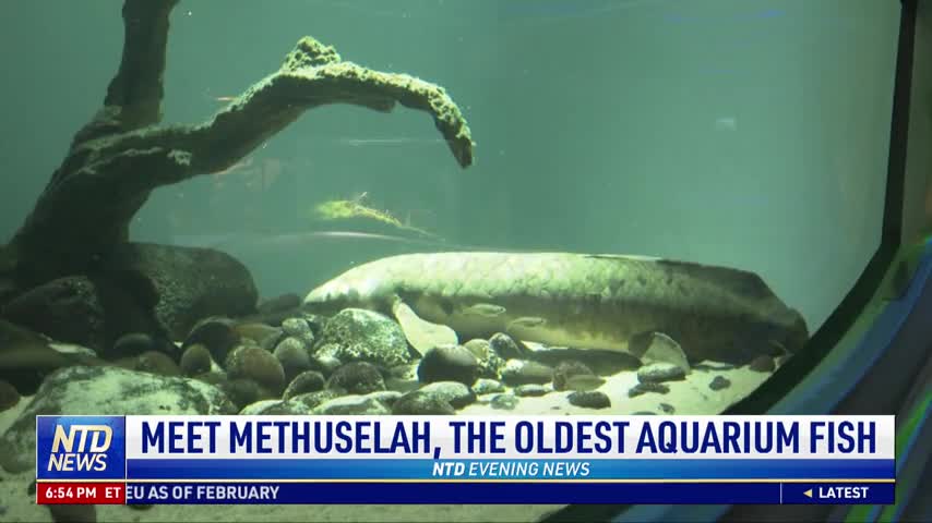 Meet Methuselah, the Oldest Aquarium Fish