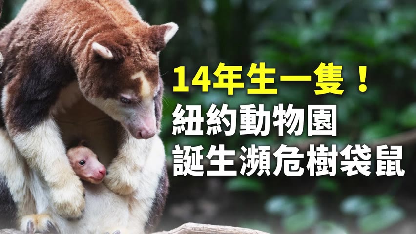 14年生一隻！紐約動物園誕生瀕危樹袋鼠 - 可愛動物 - 國際新聞