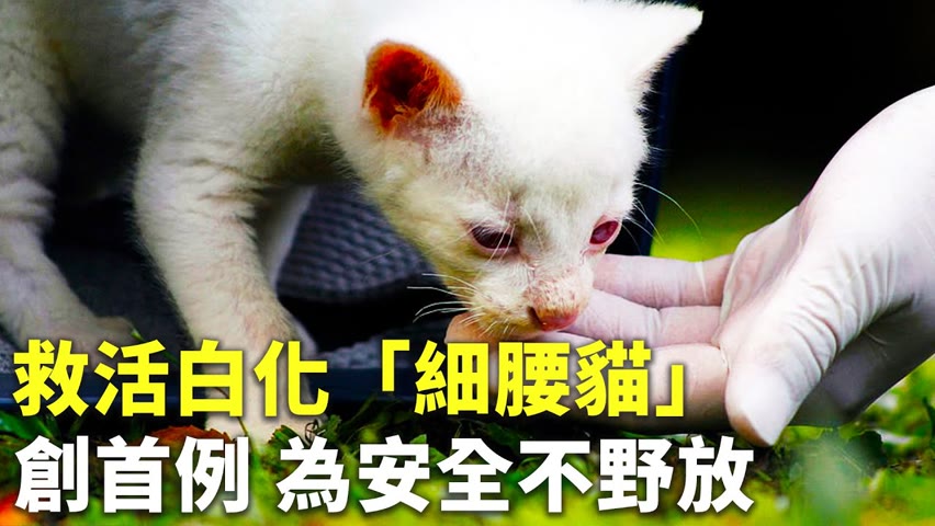 救活白化「細腰貓」創首例 為安全不野放 - 動物治療 - 國際新聞