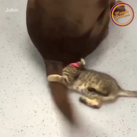 ¡Este gato ha encontrado un interesante juguete! 😼