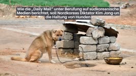 Nordkorea: Hunde zu halten wird illegal – Behörden sollen Vierbeiner als Nahrungsreserve einsammeln