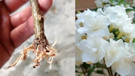 How to grow crape jasmine plant ,Grow crape jasmine faster  using organic root hormone,100% Success