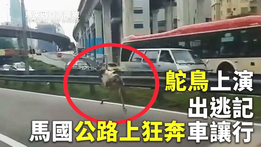 鴕鳥上演出逃記  馬國公路上狂奔車讓行 - 國際新聞 - 新唐人亞太電視台