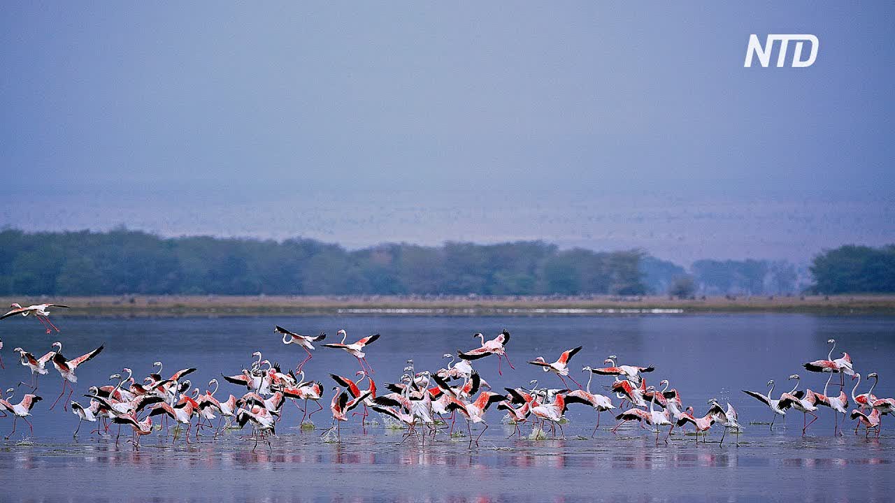 На озеро Накуру в Кении вернулись фламинго